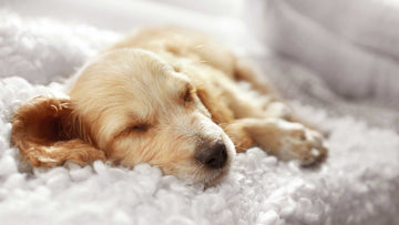 Dog Dream Meanings
