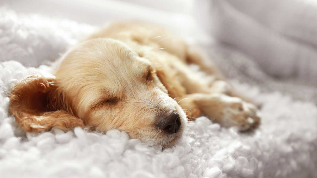 Dog Dream Meanings