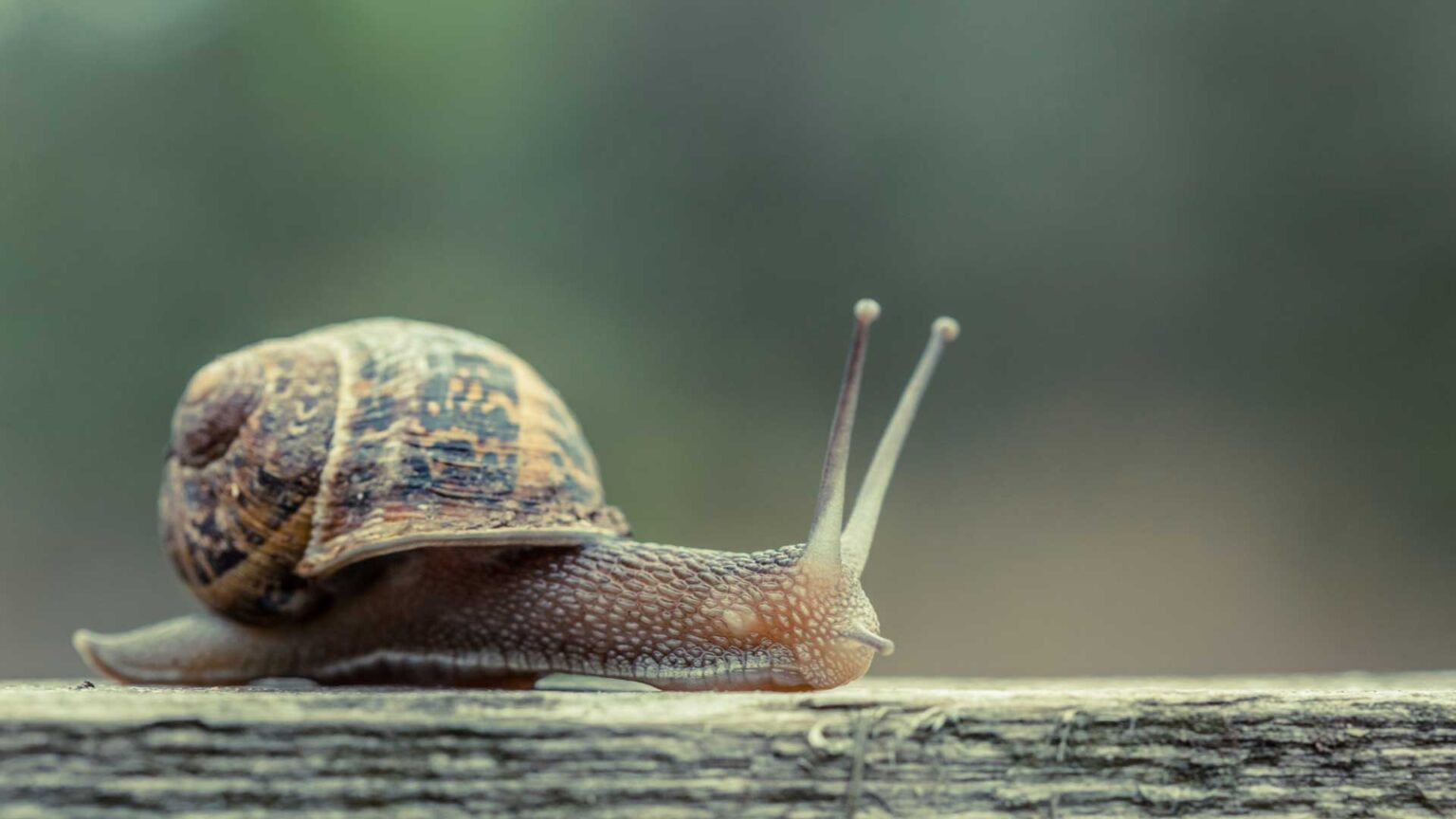 How Long Do Snails Sleep?