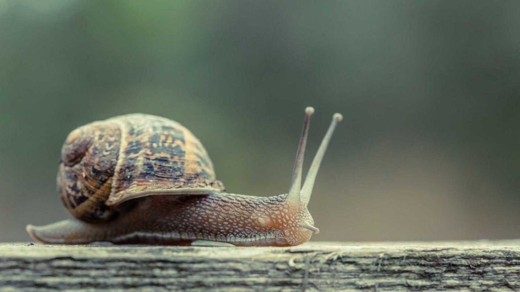 How Long do Snails Sleep?
